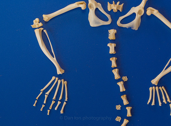 Rear legs and tail bones