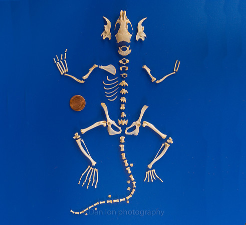 Vole skeleton. About 80% complete