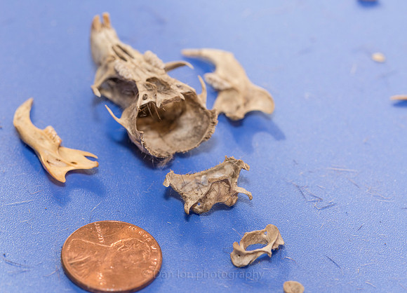 Vole skull, lower jaws and the two vertebrae right behind the skull