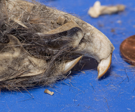 Vole skull with lower jaw