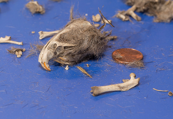 Looks like I have a complete Vole head