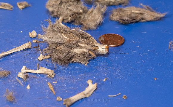 A very careful dissection begins with removing the abundant hair and gently pulling apart the pieces