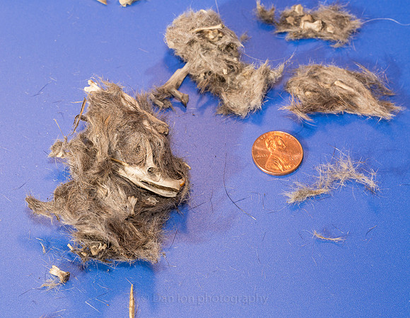 A very careful dissection begins with removing the abundant hair and gently pulling apart the pieces