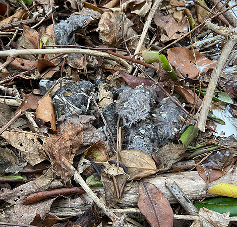 So many pellets about 300 feet from the nest