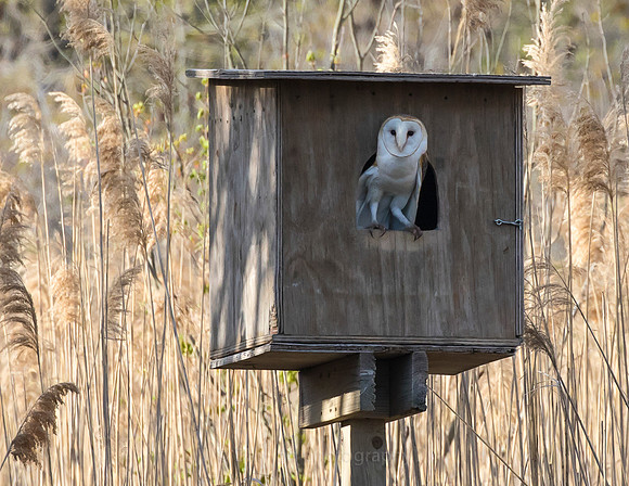 Barn Owl at nest in late afternoon