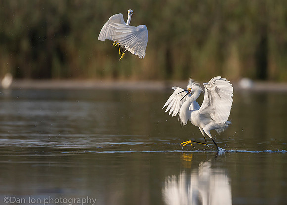 Aggressive snowy egret chasing competitor, Jamaica Bay NY