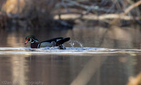 Mating wood ducks, pond, Long Island NY