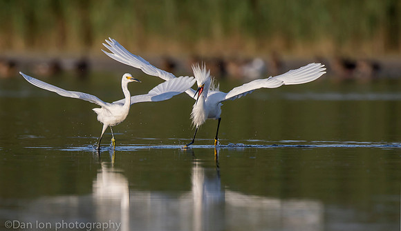Aggressive snowy egret chasing competitor, Jamaica Bay NY
