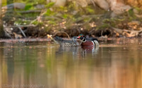 Wood duck drake lovingly preening mate on pond, Long Island NY