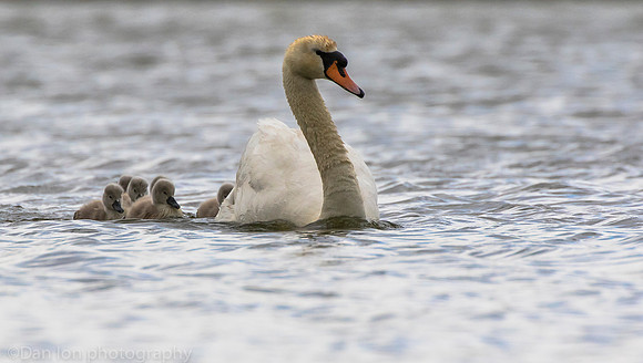 Mute swan with cygnets, Jamaica Bay NY