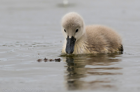 Mute swan cygnet, Jamaica Bay NY