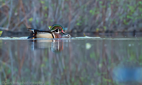 Mating wood ducks, pond, Long Island NY