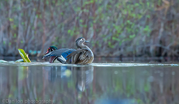 Mating wood ducks, pond, Long Island NY