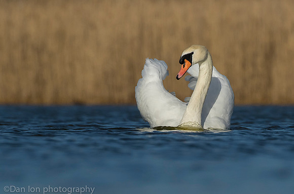 Mute swan, Jamaica Bay NY
