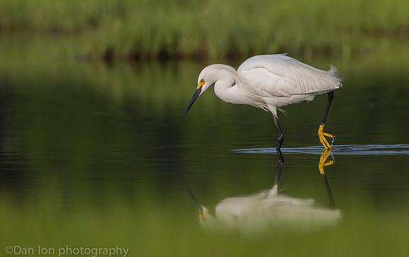 Snowy egret feeding frenzy on marsh, Long Island NY