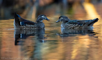 Wood duck hens on pond, Long Island NY