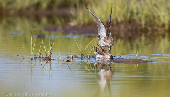 Semipalmated sandpipers fighting over catch on marsh, Long Island NY