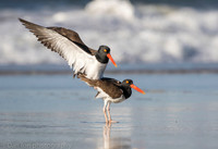 American oystercatchers mating, Nickerson Beach NY