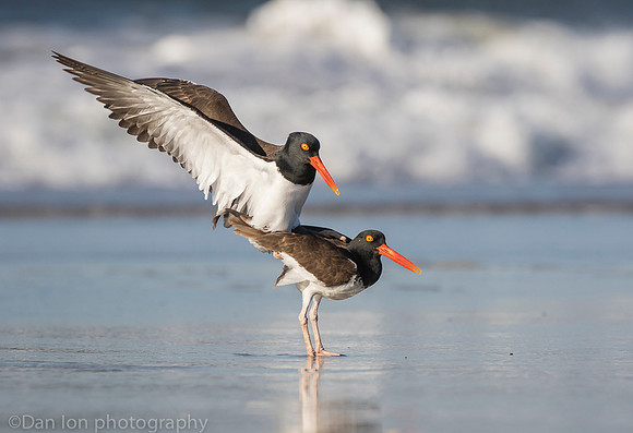 American oystercatchers mating, Nickerson Beach NY