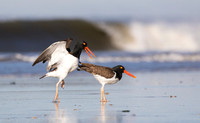 American oystercatchers mating, Nickerson Beach NY