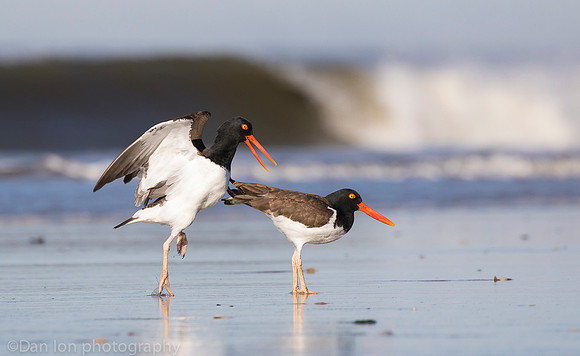 American oystercatchers mating, Nickerson Beach NY