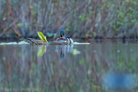 Mating wood ducks, pond, Long Island NY