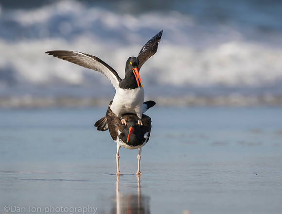 American oystercatchers mating, Nickerson Beach NY