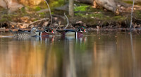 Wood ducks on pond, Long Island NY