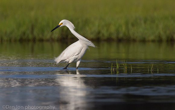 Snowy egret feeding frenzy on marsh, Long Island NY