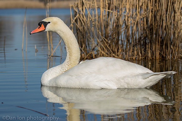 Mute swan, Jamaica Bay NY