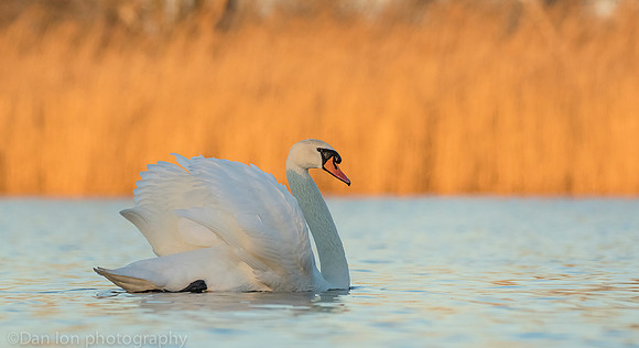 Mute swan, Jamaica Bay NY