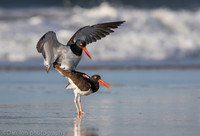American oystercatchers mating, Nickerson Beach NY