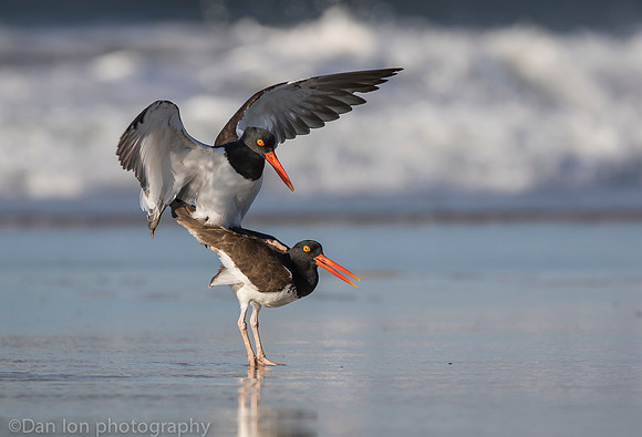 American oystercatchers mating, Nickerson Beach NY