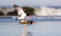 American oystercatchers mating, Nickerson Beach NY