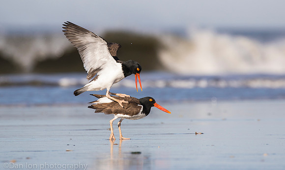 American oystercatchers mating, Nickerson Beach NY