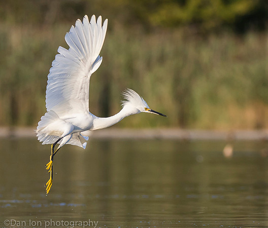 Snowy egret in aggressive flight, Jamaica Bay NY