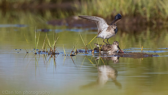 Semipalmated sandpipers fighting over catch on marsh, Long Island NY
