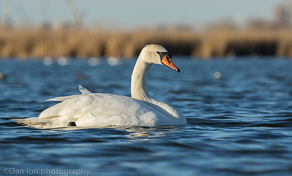 Mute swan, Jamaica Bay NY