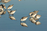 Sanderlings feeding in surf zone, Jones Beach NY