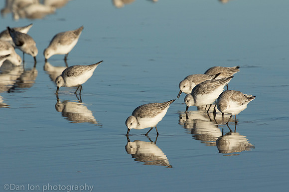 Sanderlings feeding in surf zone, Jones Beach NY