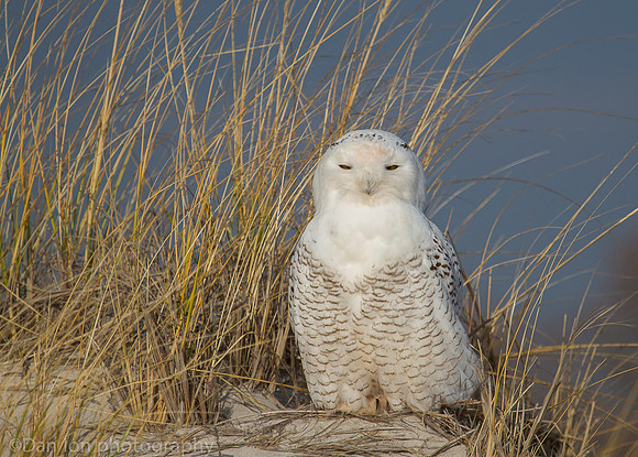 Snowy owl resting on beach, Jones Beach NY