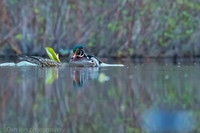 Mating wood ducks, pond, Long Island NY