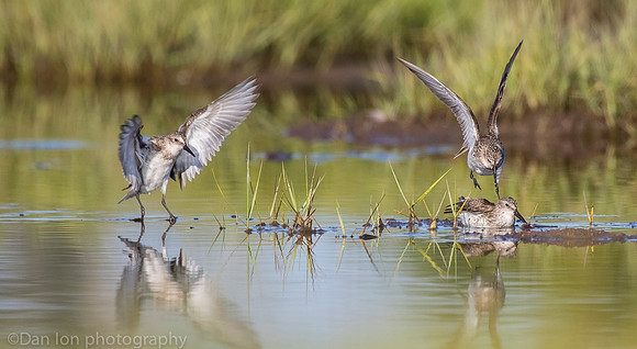 Semipalmated sandpipers fighting over catch on marsh, Long Island NY