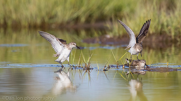 Semipalmated sandpipers fighting over catch on marsh, Long Island NY
