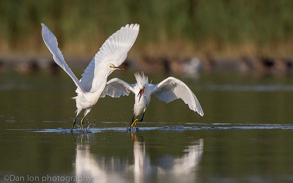 Aggressive snowy egret chasing competitor, Jamaica Bay NY