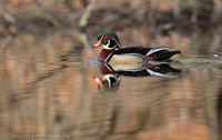 Wood duck drake on pond, Long Island NY