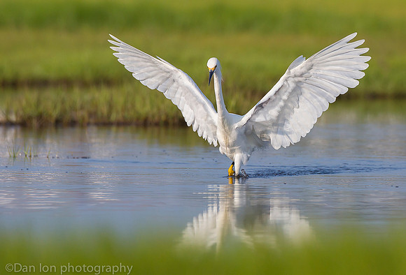 Snowy egret feeding frenzy on marsh, Long Island NY