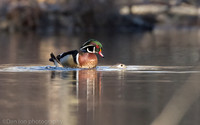 Mating wood ducks, pond, Long Island NY