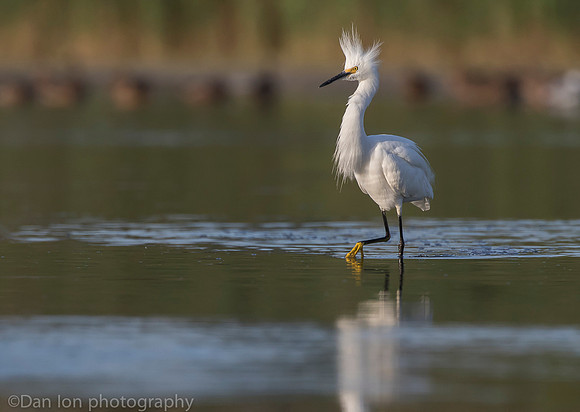 Snowy egret in aggressive pose, Jamaica Bay NY