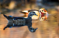 Wood duck pair on pond, Long Island NY